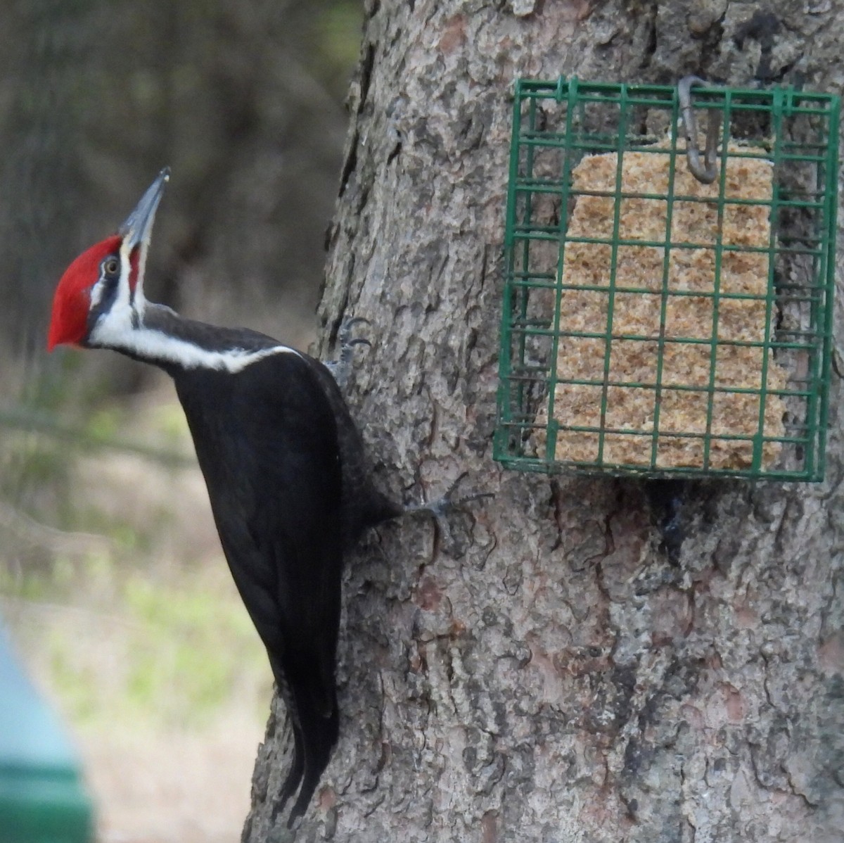 Pileated Woodpecker - ML617161119
