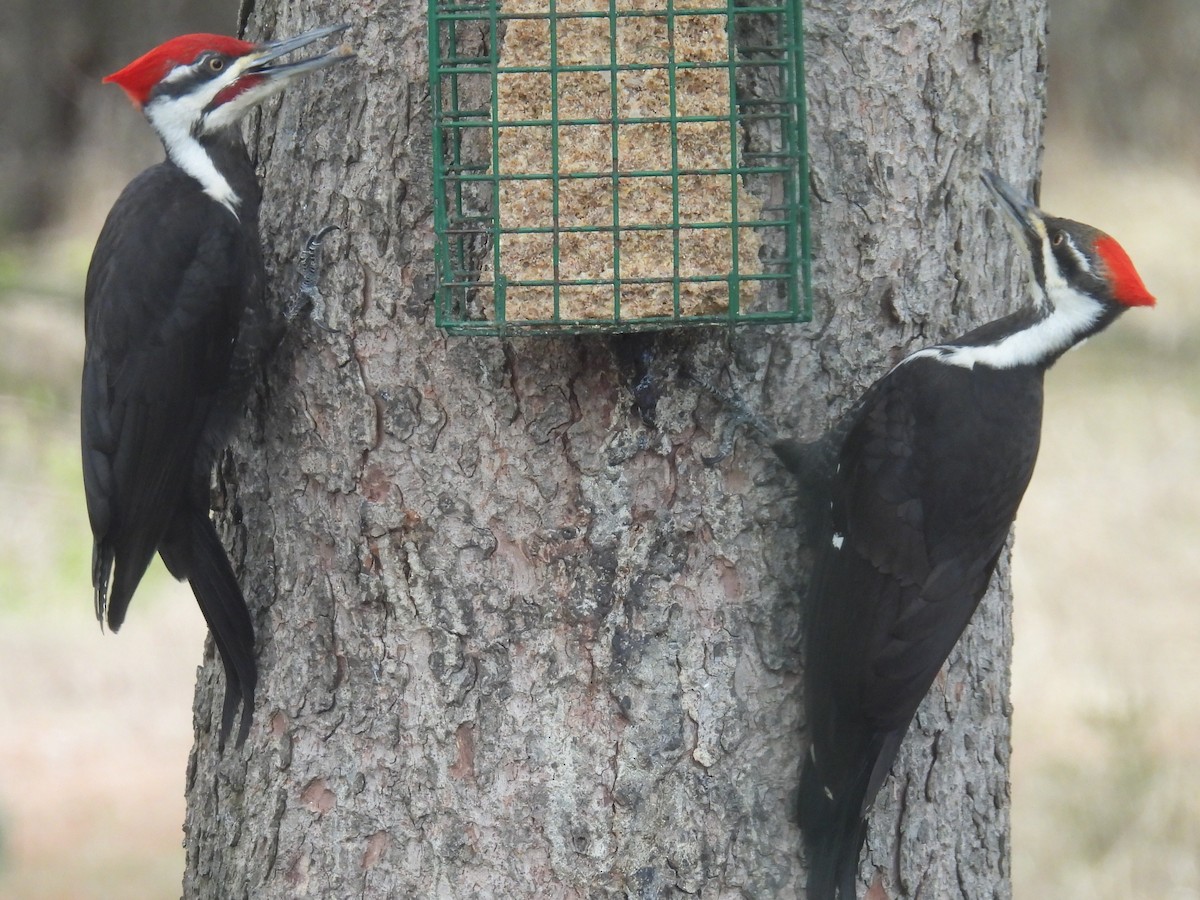 Pileated Woodpecker - ML617161122