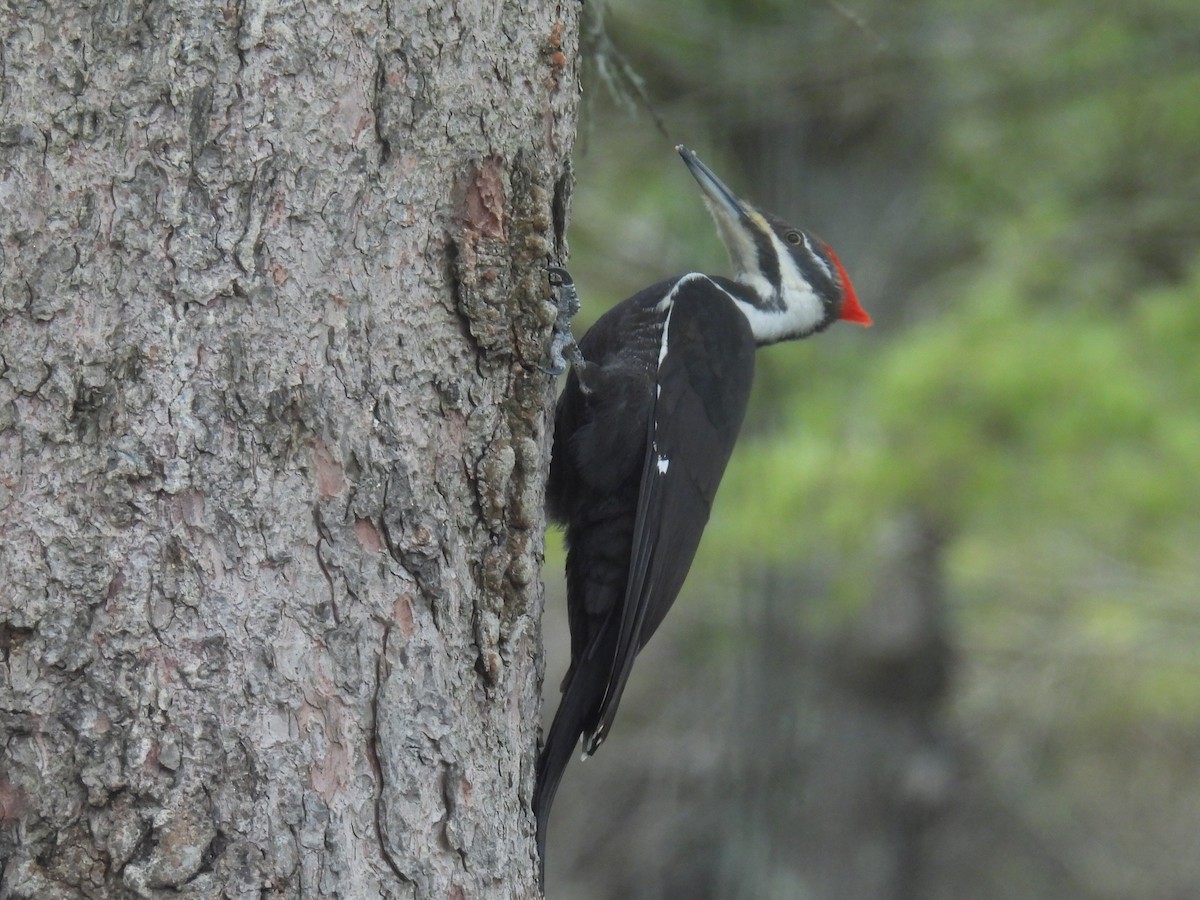 Pileated Woodpecker - ML617161123