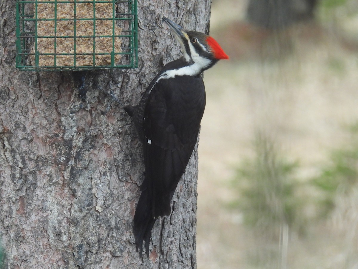Pileated Woodpecker - ML617161126
