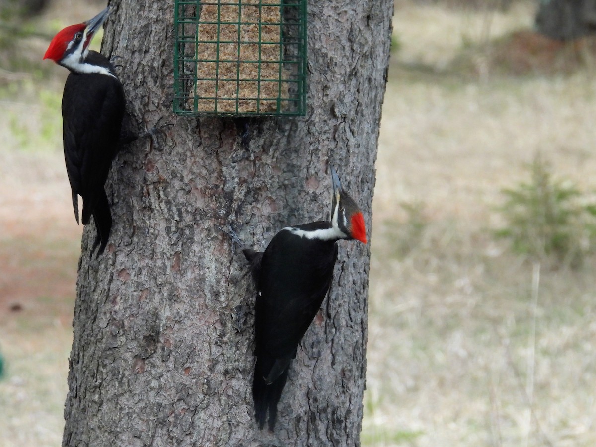 Pileated Woodpecker - ML617161128