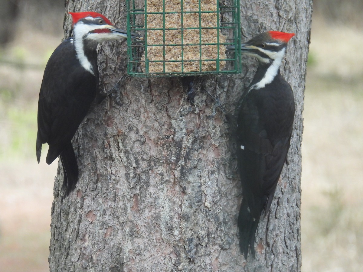 Pileated Woodpecker - ML617161129