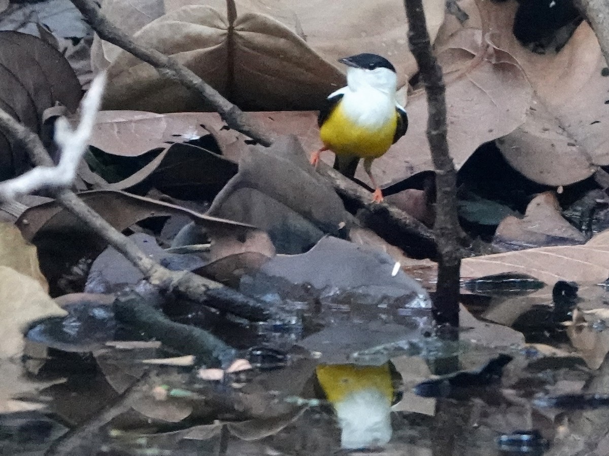 White-collared Manakin - ML617161135