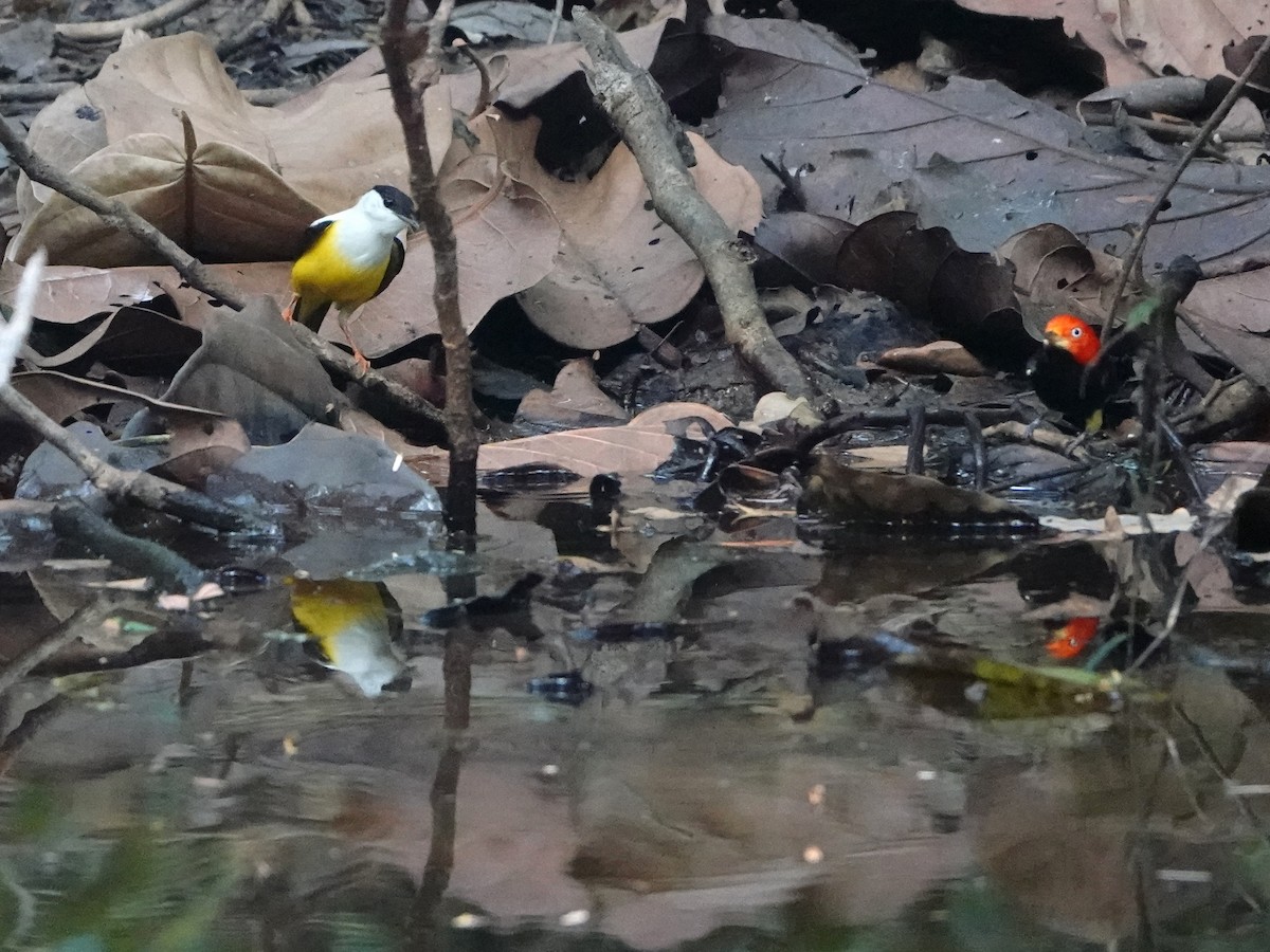 White-collared Manakin - ML617161150