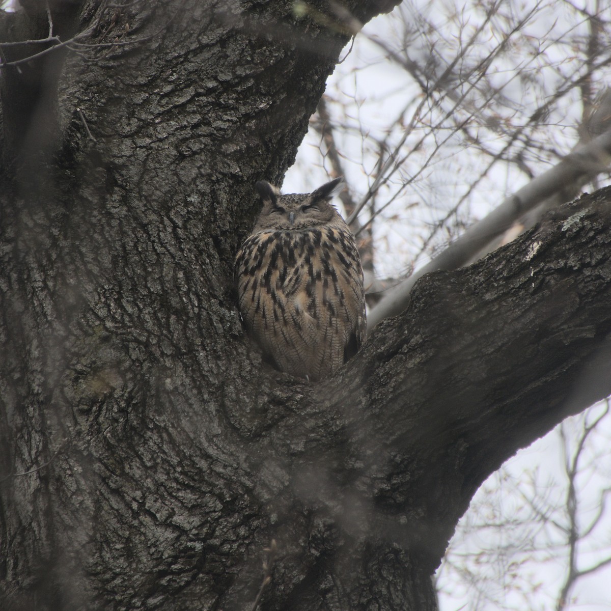 Eurasian Eagle-Owl - ML617161182