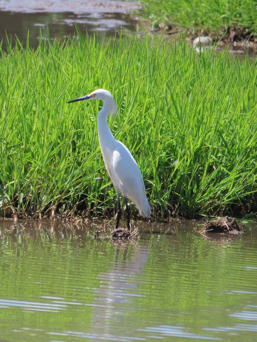 Snowy Egret - ML617161199