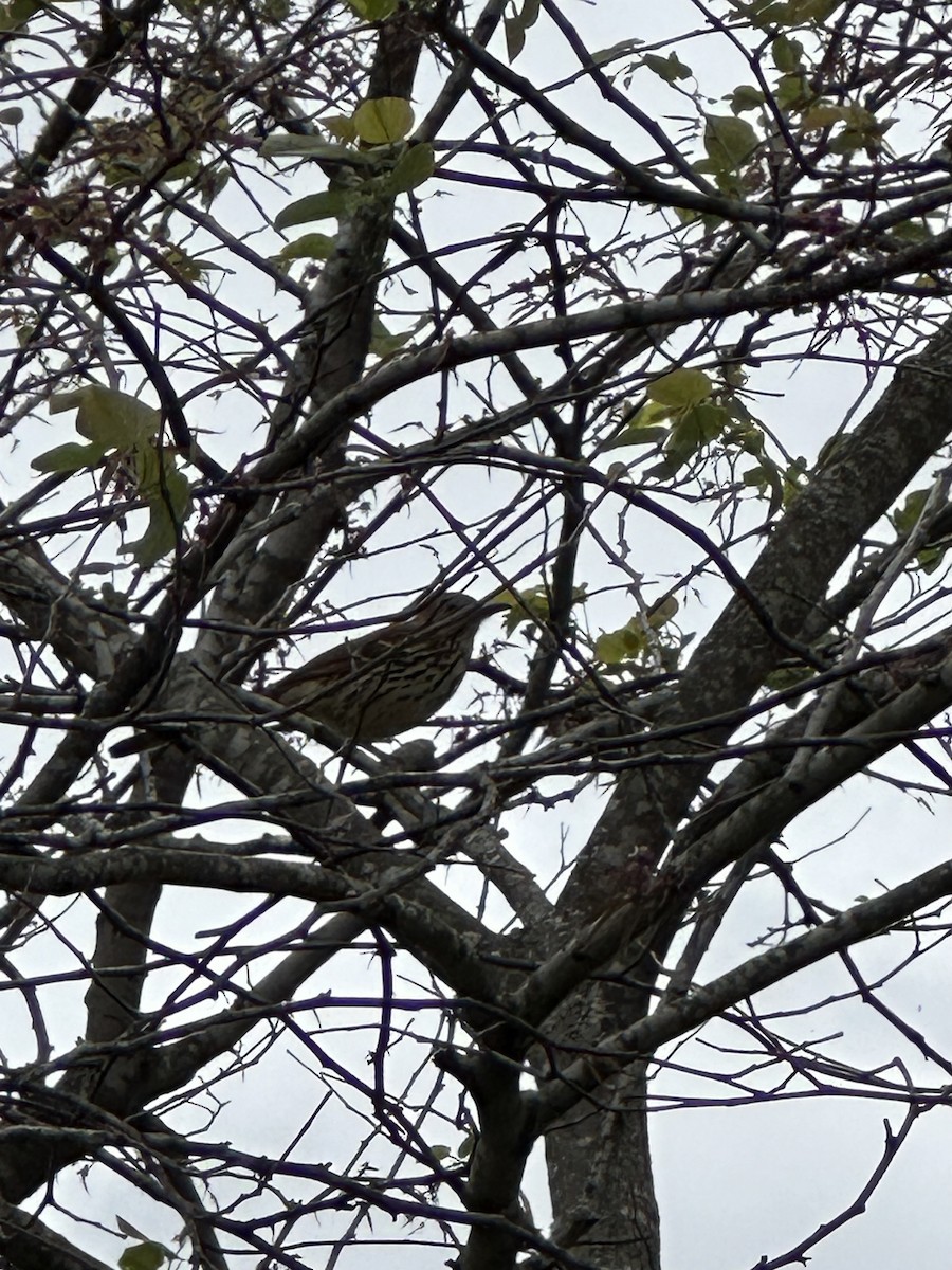 Brown Thrasher - Cheryl Foster