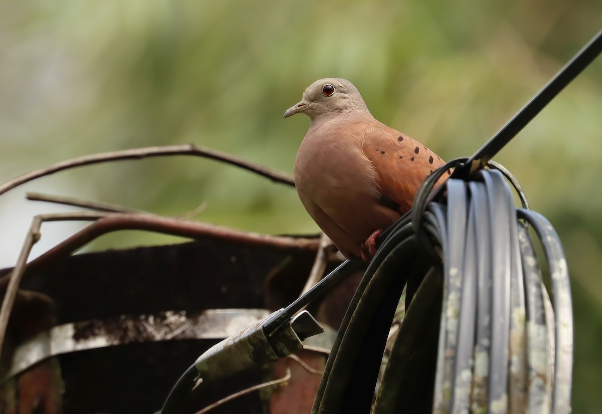 Ruddy Ground Dove - ML617161253