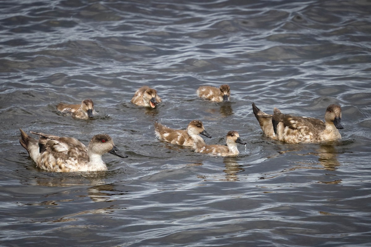 Crested Duck - ML617161266