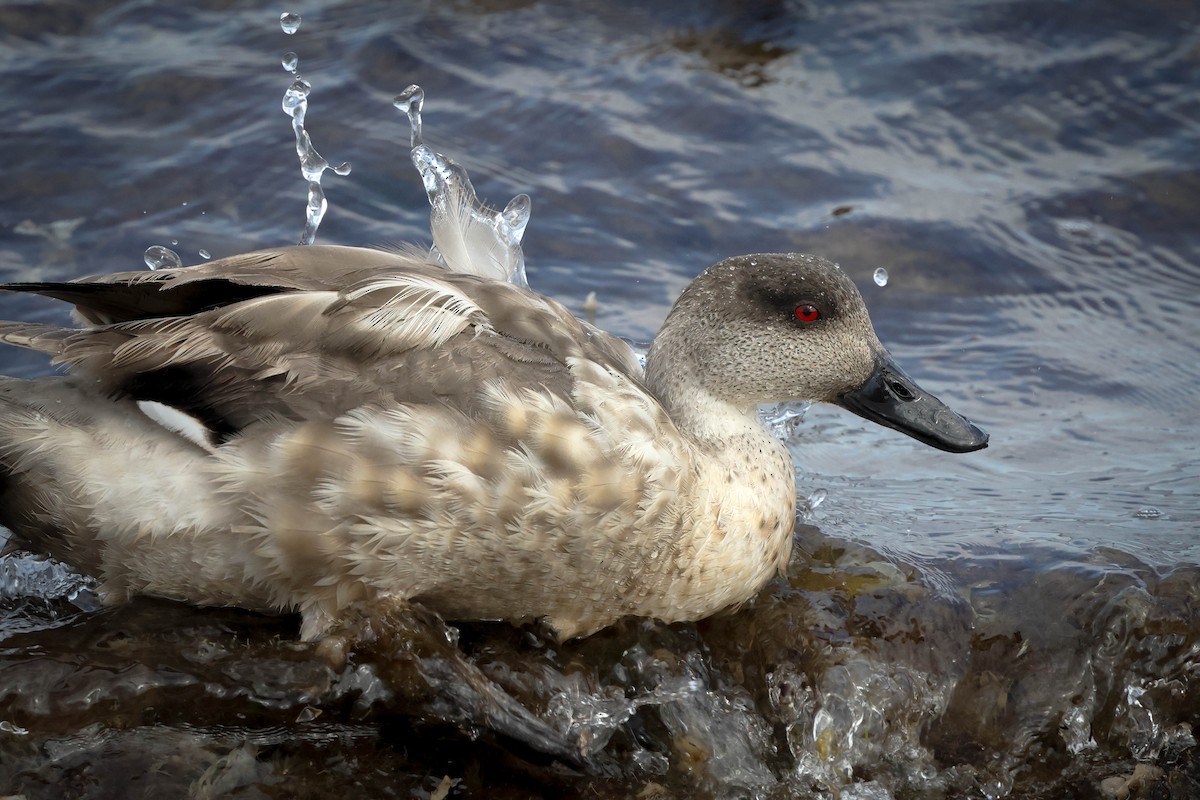 Crested Duck - ML617161279