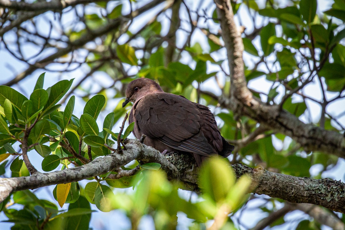 Ruddy Pigeon - ML617161325