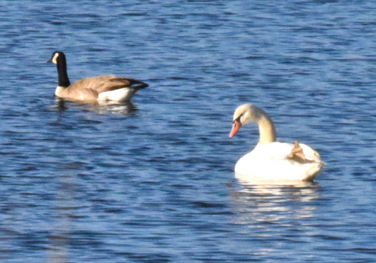 Mute Swan - ML617161415