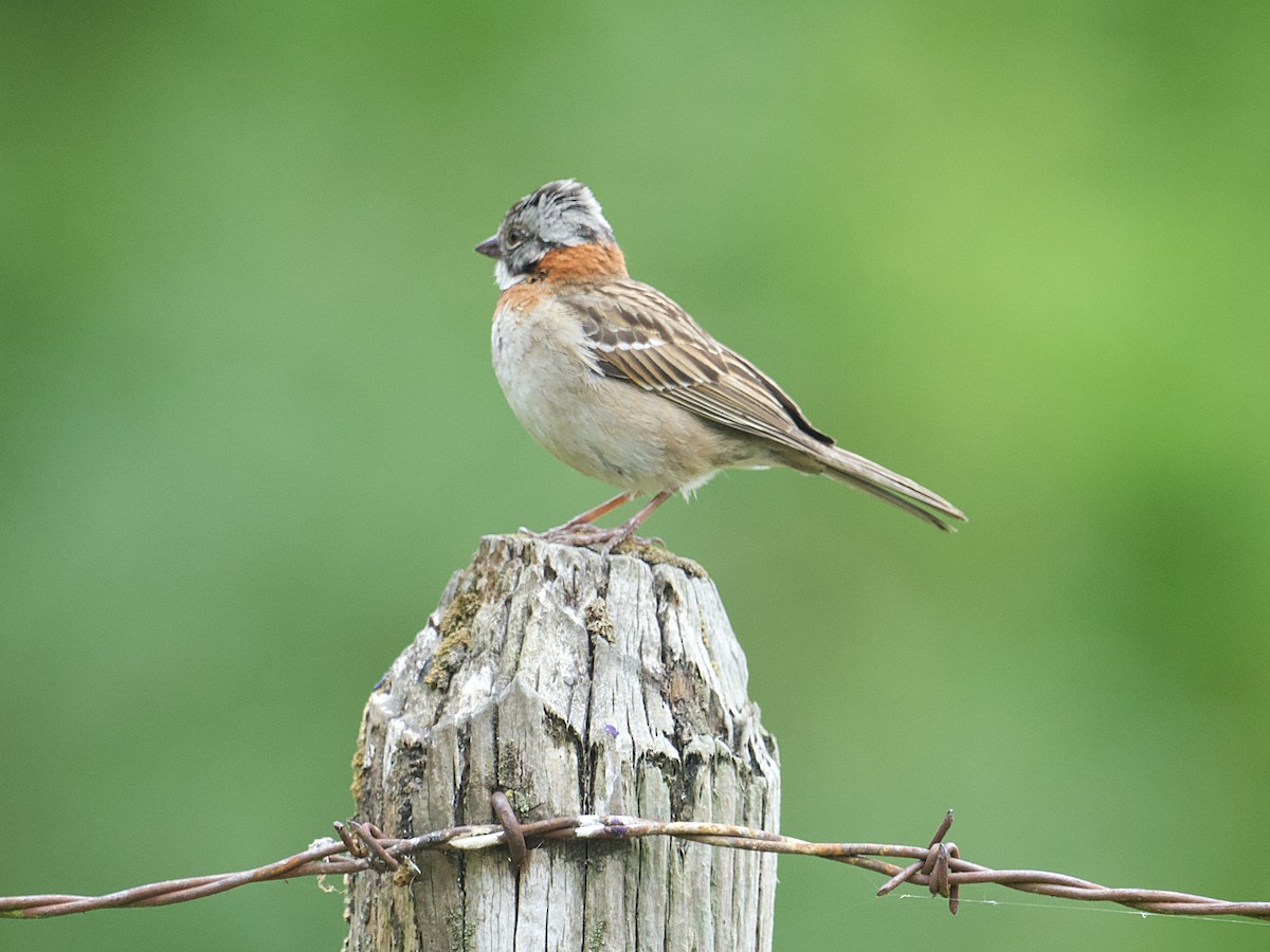 Rufous-collared Sparrow - ML617161420