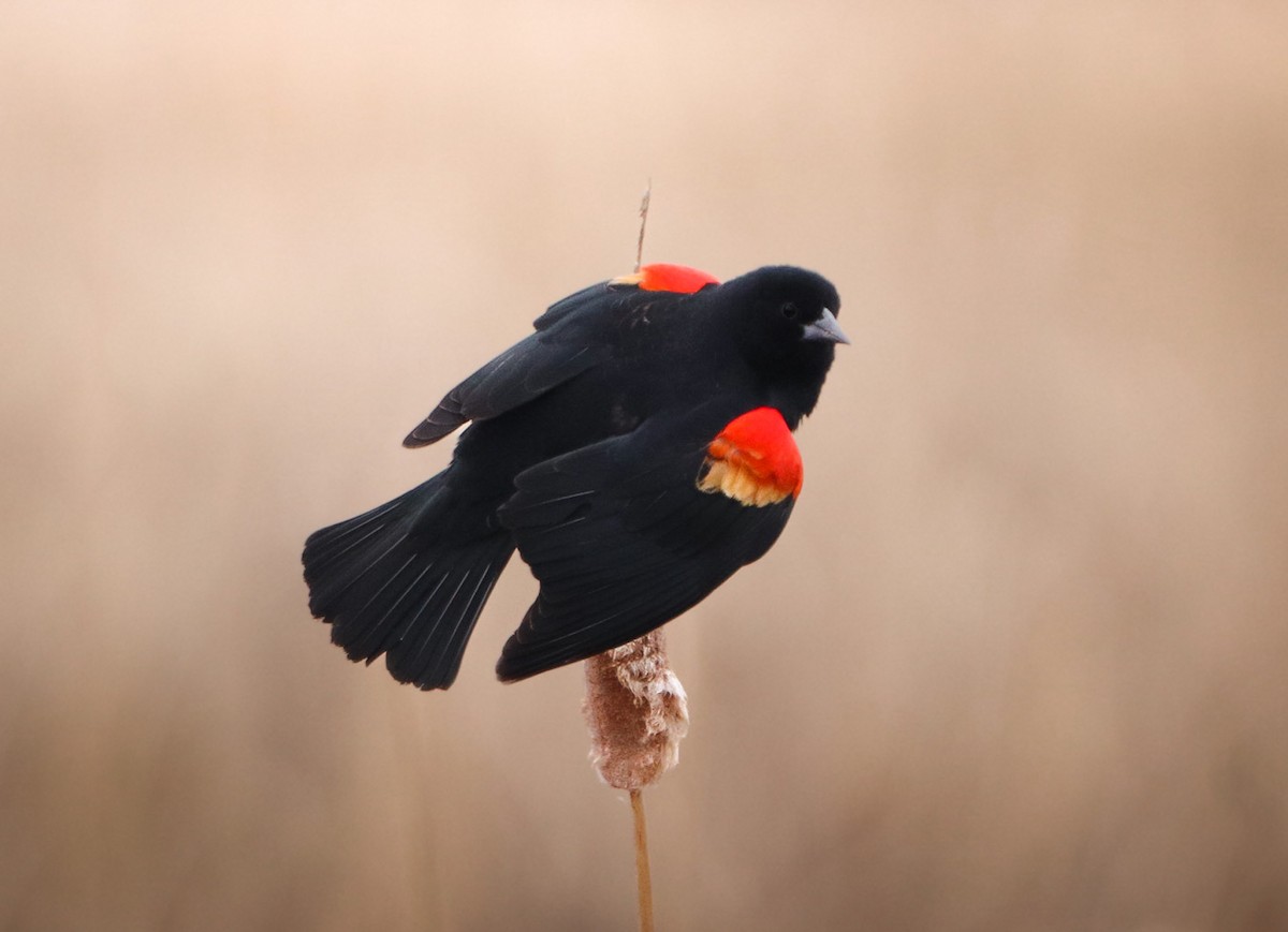 Red-winged Blackbird - ML617161439