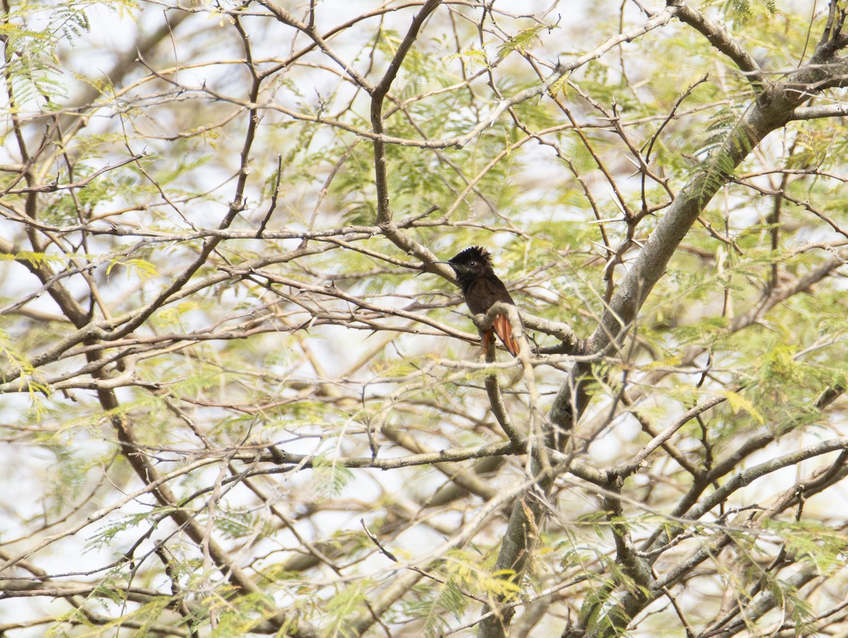 Ruby-topaz Hummingbird - ML617161454