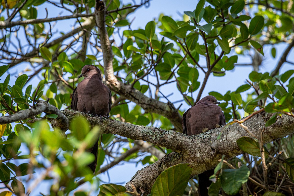 Ruddy Pigeon - ML617161463