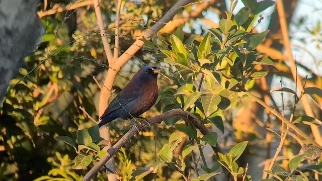 Varied Bunting - ML617161475