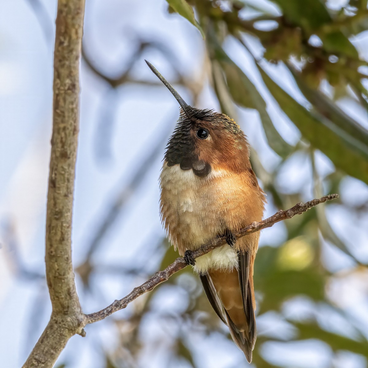 Rufous Hummingbird - marlin harms