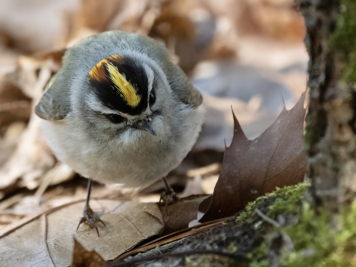 Golden-crowned Kinglet - ML617161543