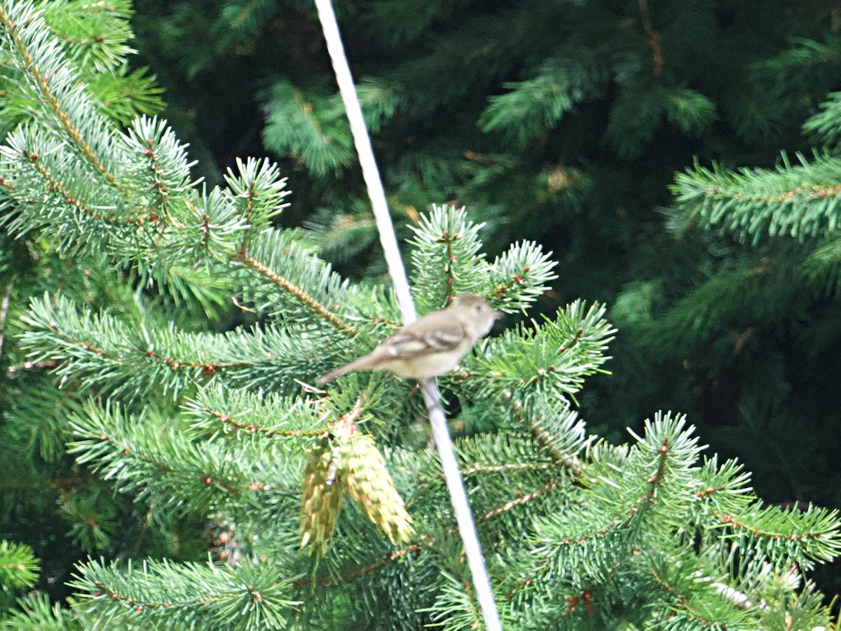 White-crested Elaenia - ML617161550