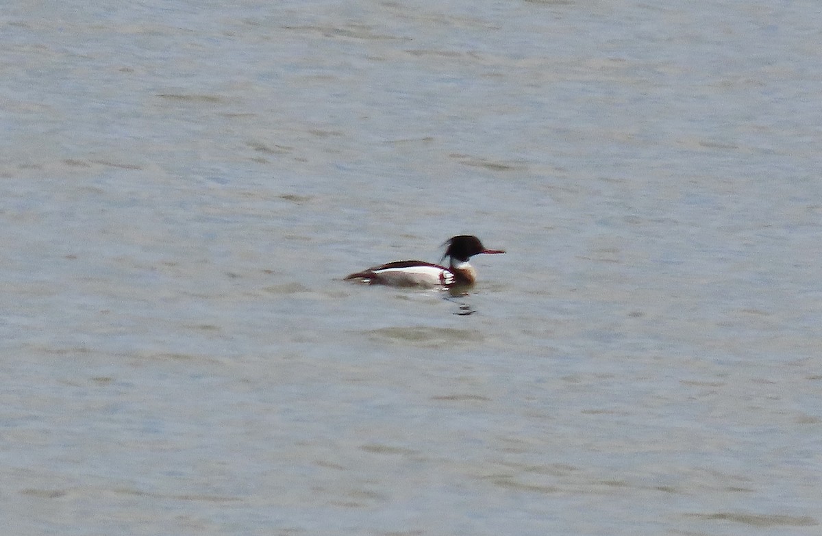 Red-breasted Merganser - Craig Johnson