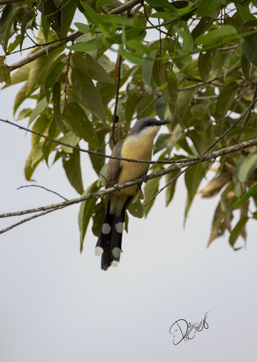 Dark-billed Cuckoo - ML617161580
