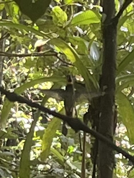 Бородатый колибри-отшельник - ML617161614