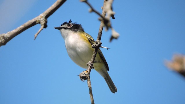 svarthettevireo - ML617161645