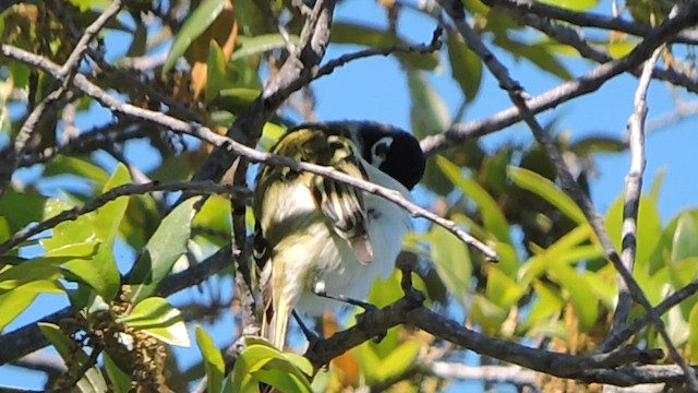 svarthettevireo - ML617161652