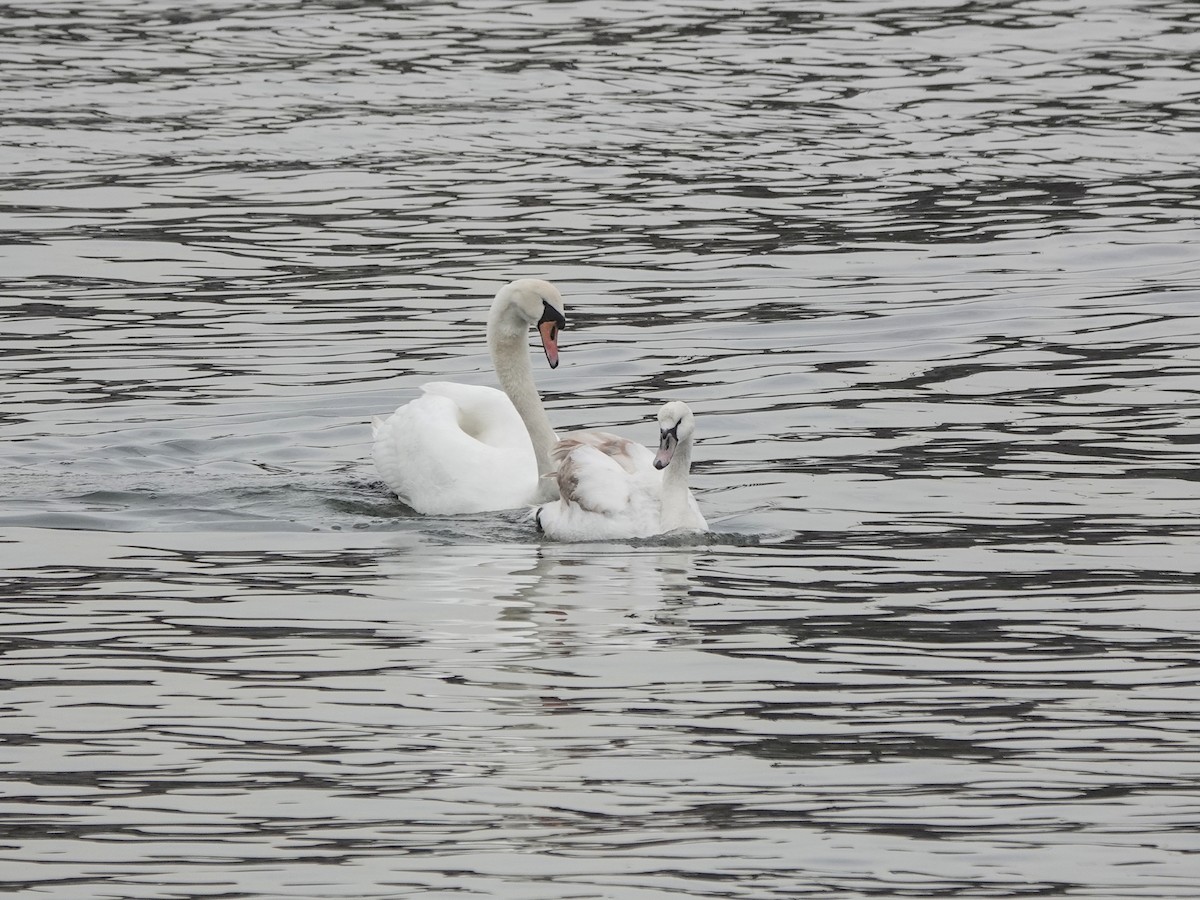 Cygne tuberculé - ML617161731