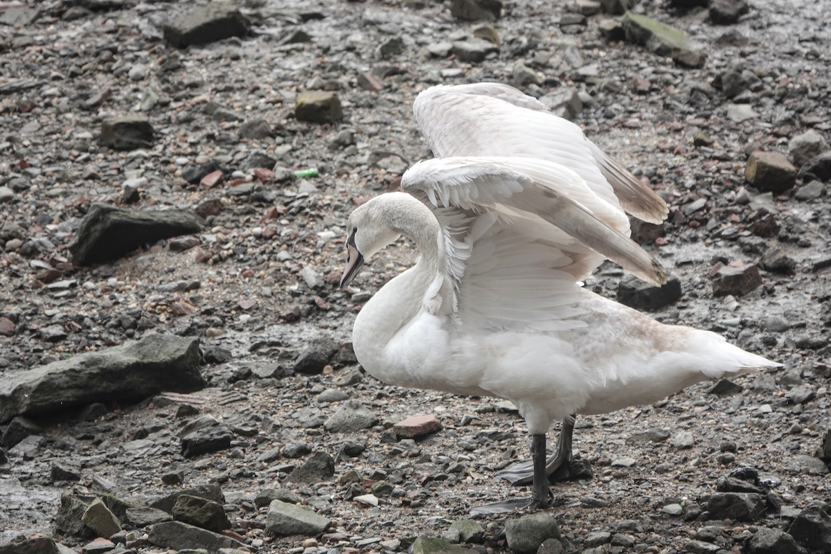 Cygne tuberculé - ML617161733