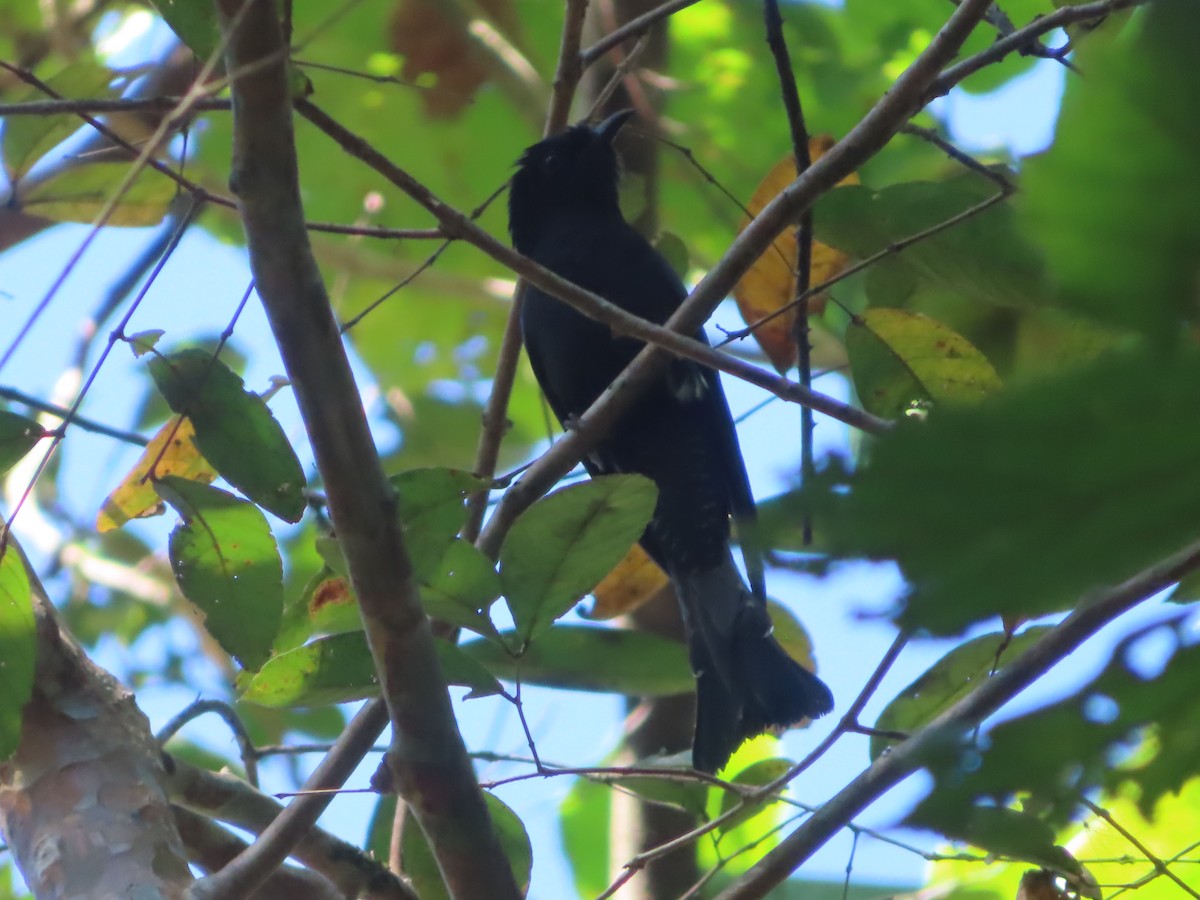 Square-tailed Drongo-Cuckoo - ML617161758