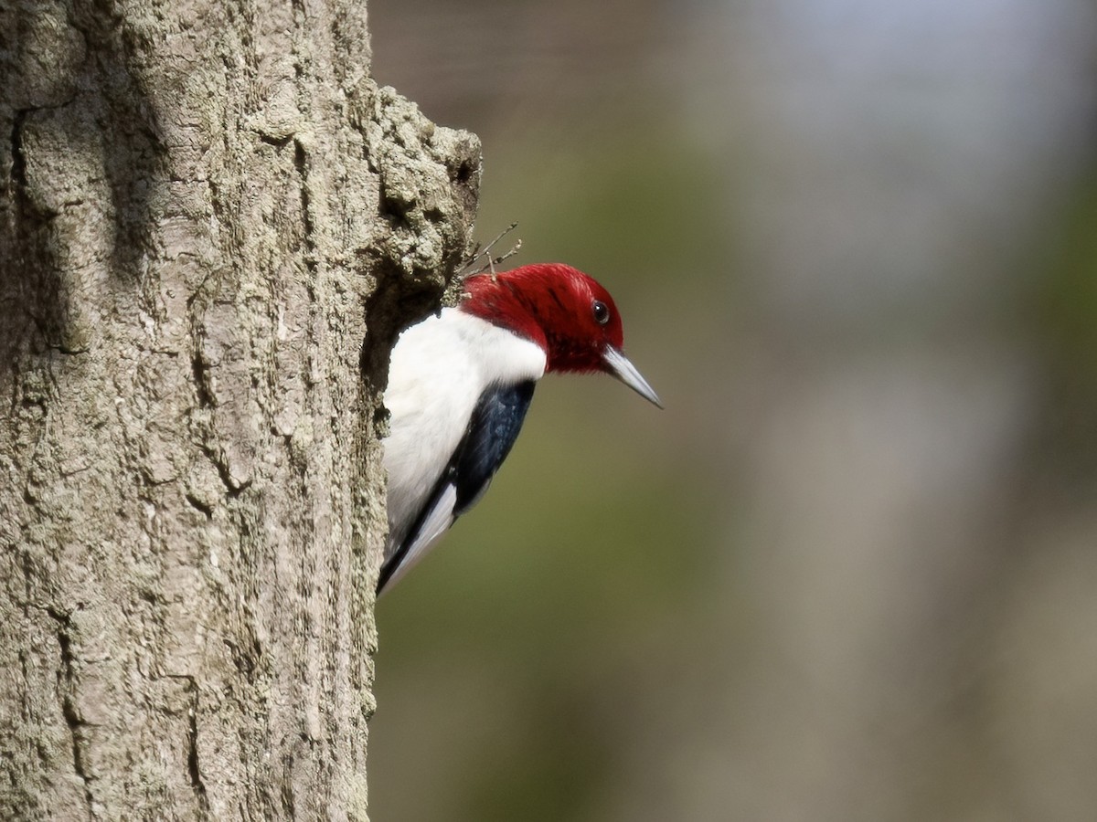 Red-headed Woodpecker - ML617161763