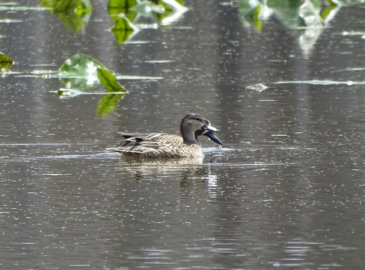 Blue-winged Teal - ML617161788