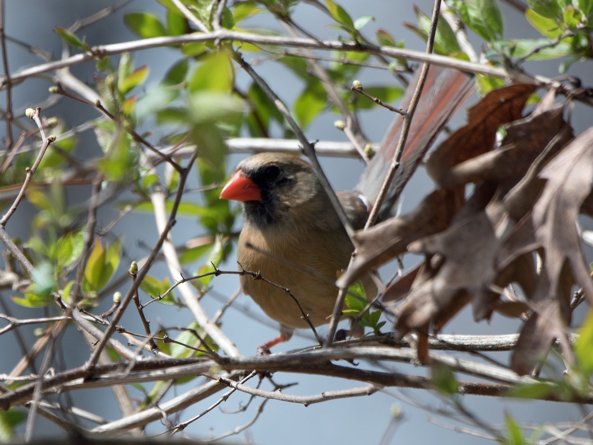 Northern Cardinal - Stan Kozakowski