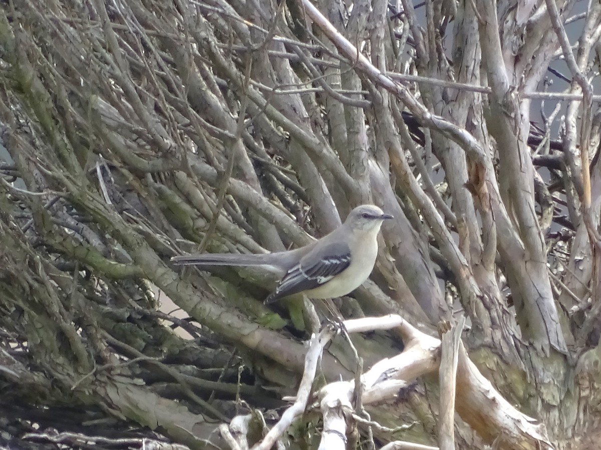 Northern Mockingbird - ML617161818