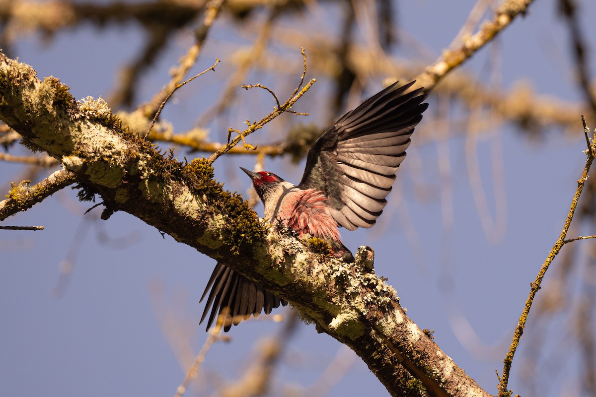 Lewis's Woodpecker - ML617161822