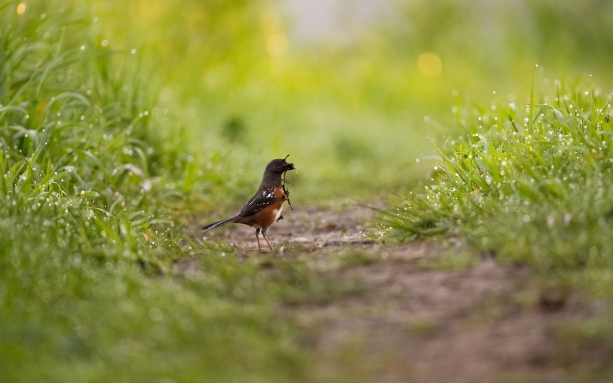 Spotted Towhee - ML617161886