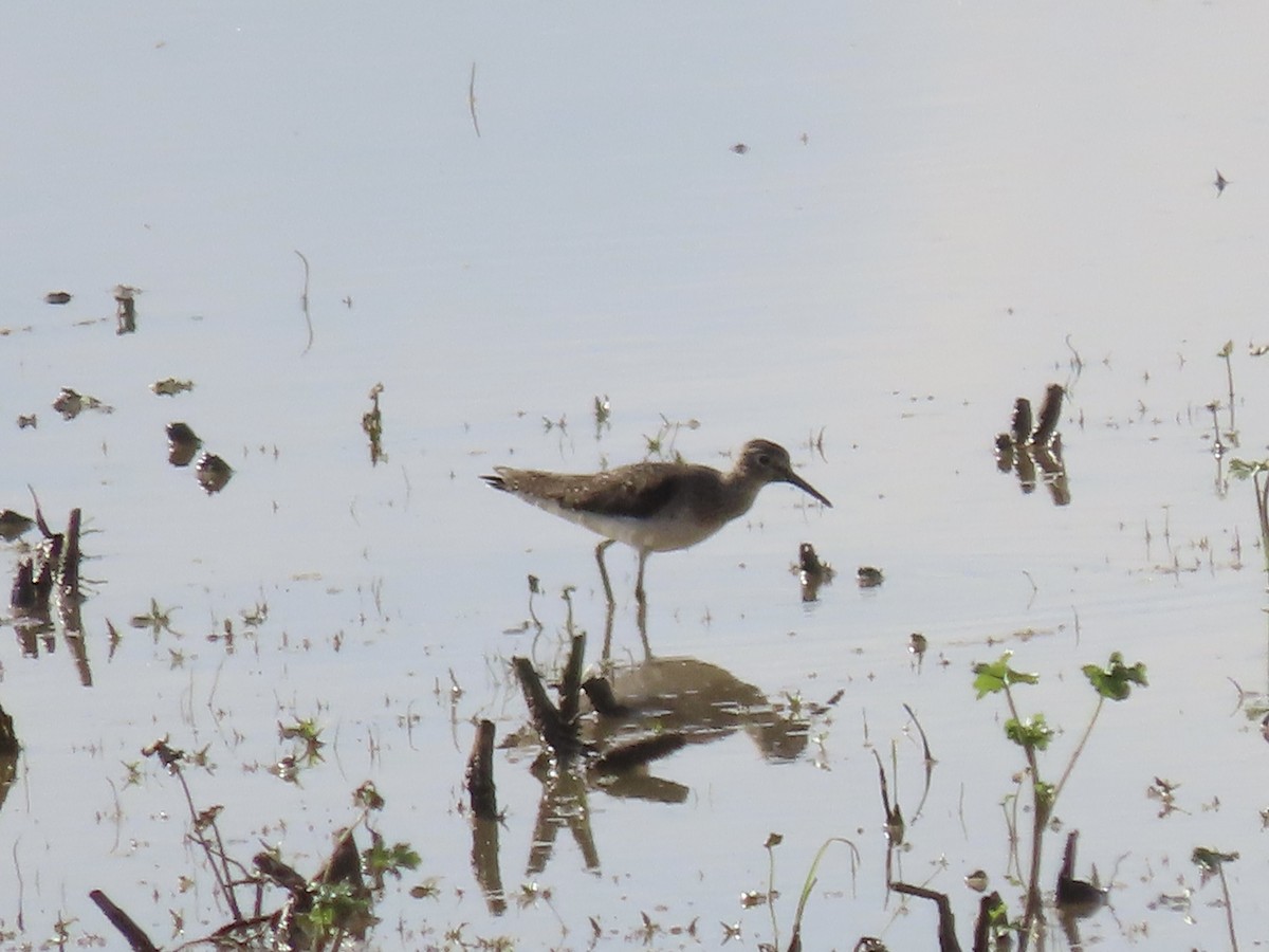 Solitary Sandpiper - ML617161946