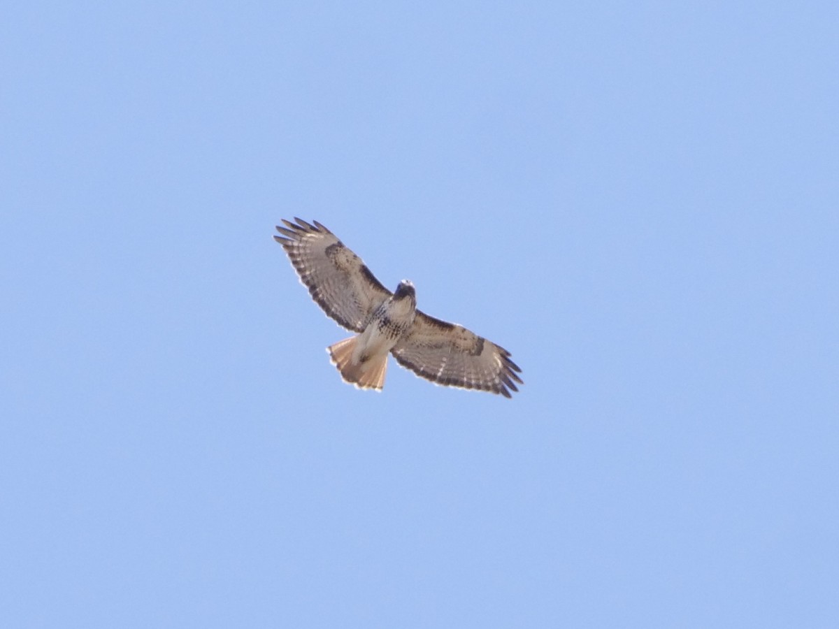 Red-tailed Hawk - ML617162050