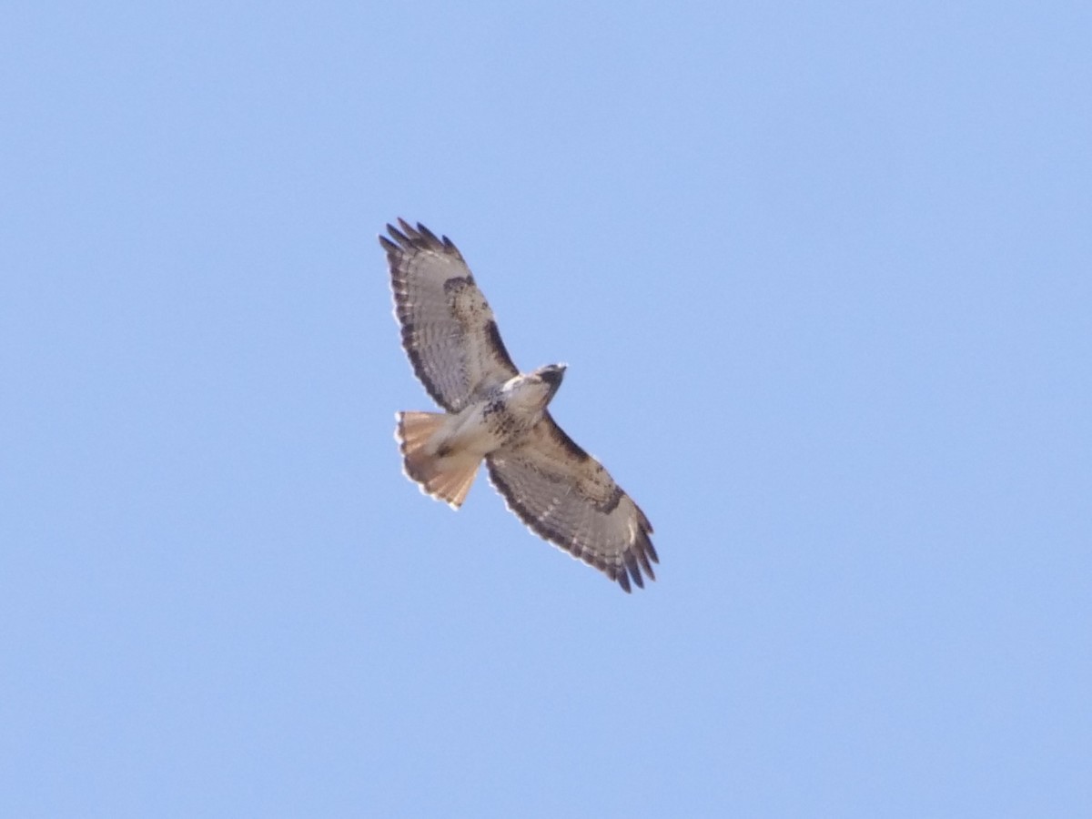 Red-tailed Hawk - ML617162051