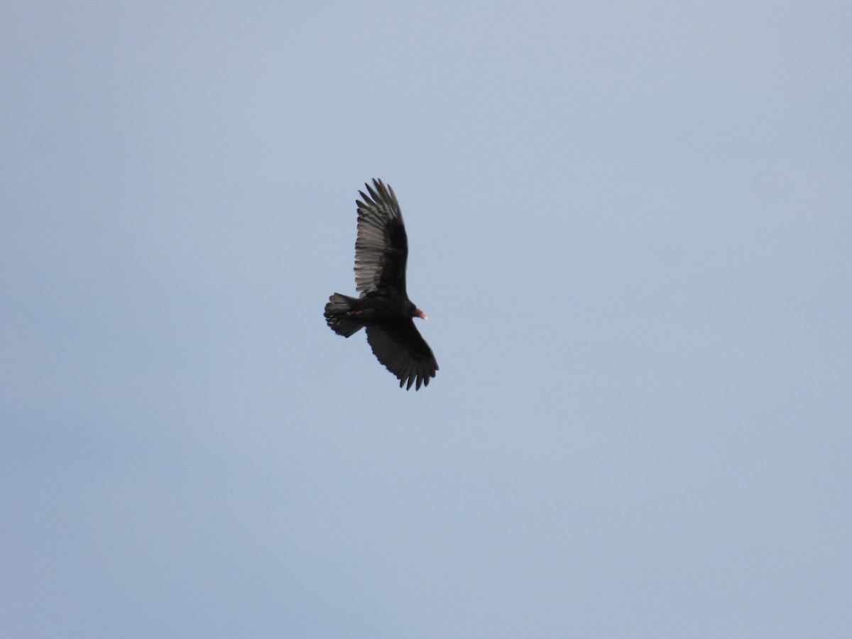 Turkey Vulture - ML617162069