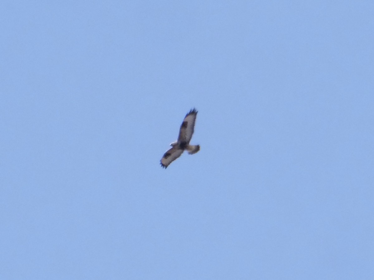 Rough-legged Hawk - ML617162102