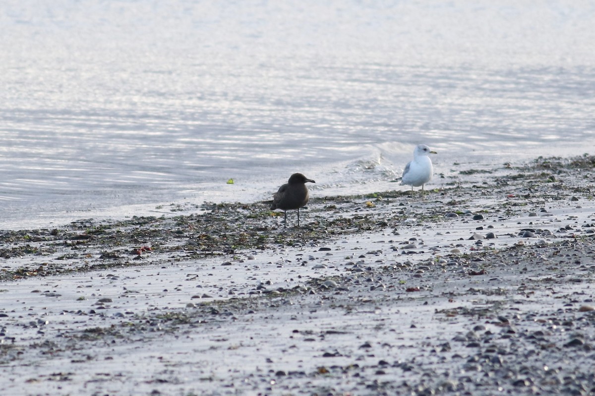 Heermann's Gull - ML617162139