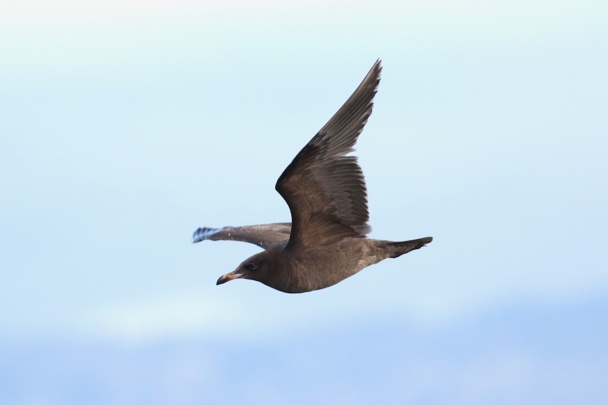 Gaviota Mexicana - ML617162144