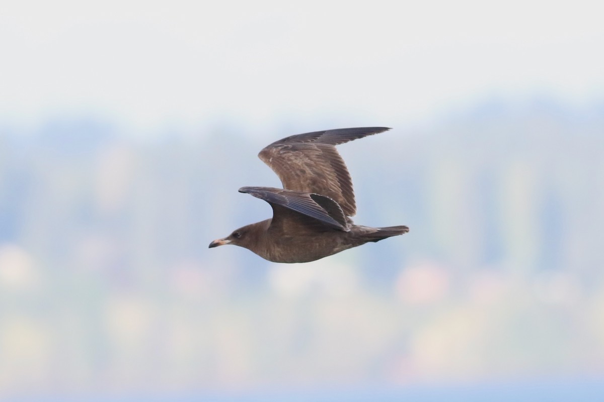 Gaviota Mexicana - ML617162145