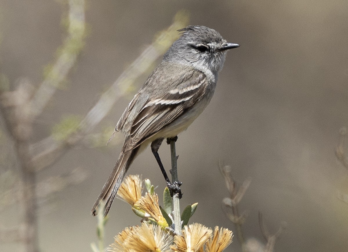 Straneck's Tyrannulet - ML617162158