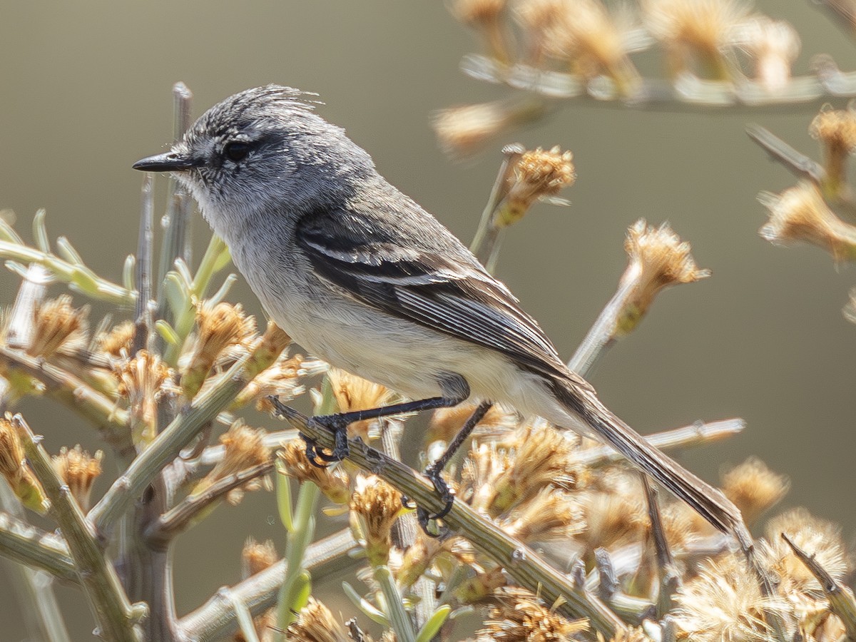 Straneck's Tyrannulet - ML617162159