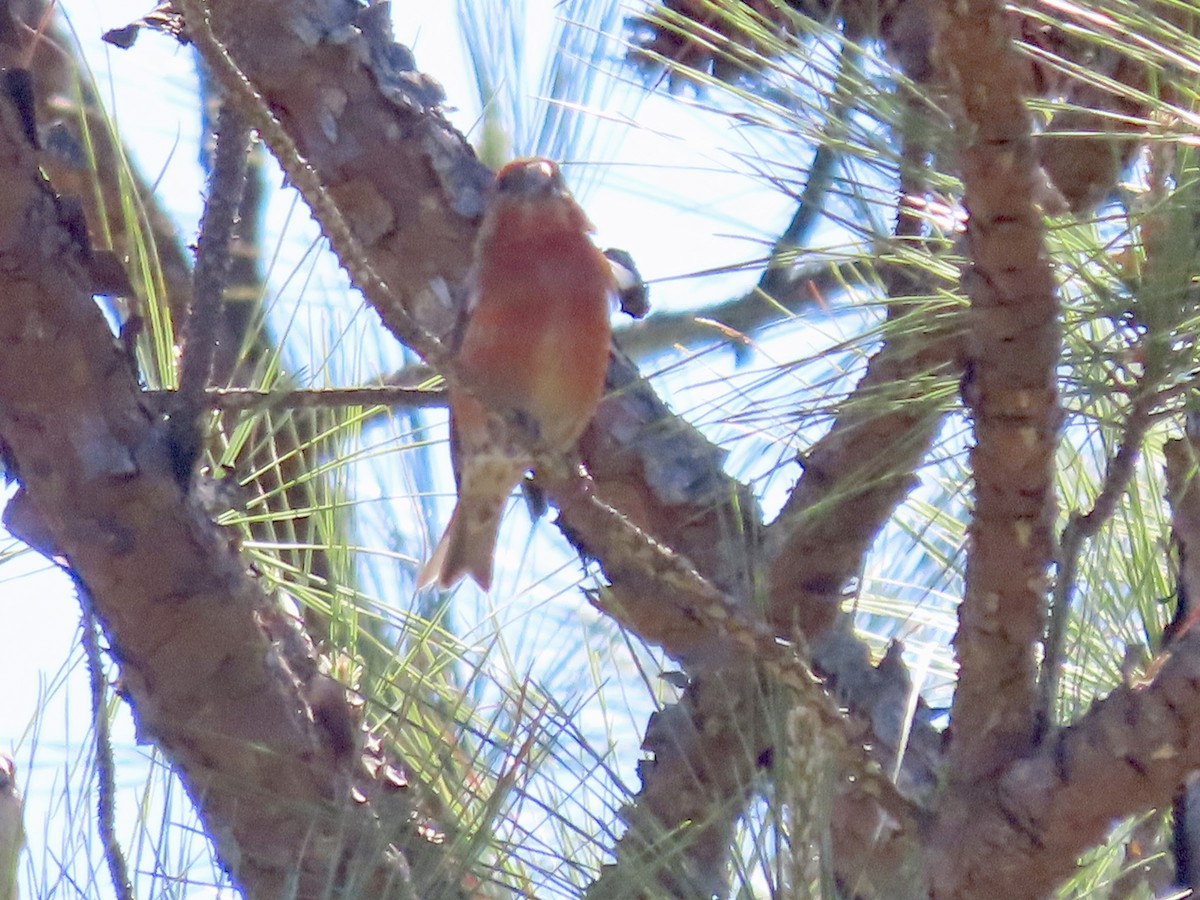 Red Crossbill - ML617162161