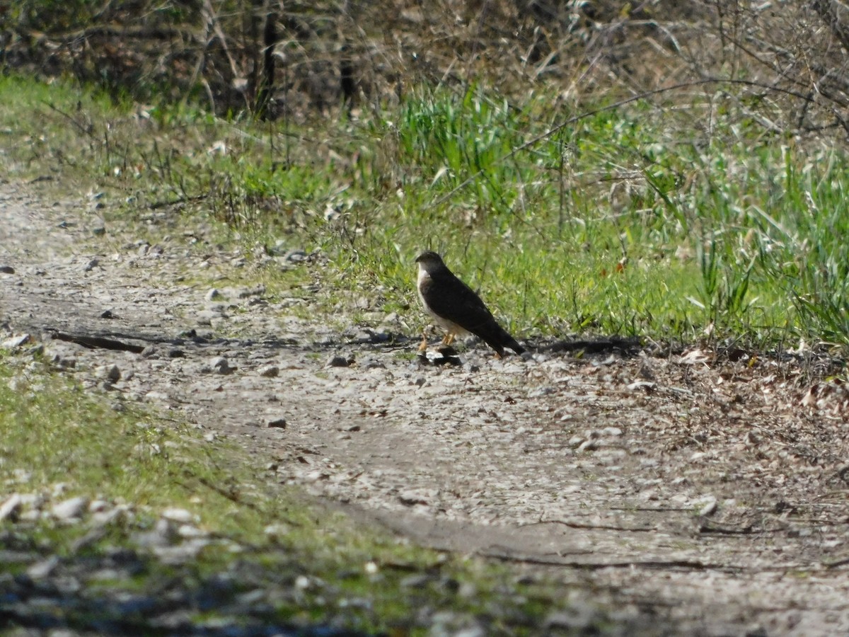 Sharp-shinned Hawk - ML617162180